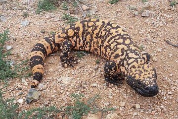 Do deserto do Arizona aos hospitais do mundo: o animal que virou base de um dos remédios mais usados do século - (crédito: Josh Olander/CC/Wikimedia Commons) Do deserto do Arizona aos hospitais do mundo: o animal que virou base de um dos remédios mais usados do século - (crédito: Josh Olander/CC/Wikimedia Commons)