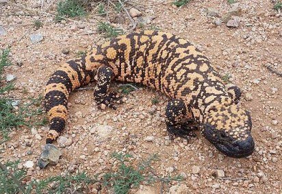 Do deserto do Arizona aos hospitais do mundo: o animal que virou base de um dos remédios mais usados do século -  (crédito: Josh Olander/CC/Wikimedia Commons)