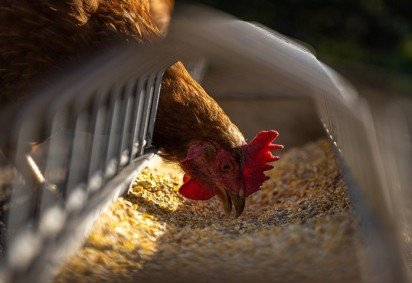 Nos Estados Unidos, por exemplo, onde surtos de gripe aviária são uma preocupação, a criação doméstica de galinhas não tem sido recomendada. -  (crédito: Andreas Göllner/Pixabay) -Nos Estados Unidos, por exemplo, onde surtos de gripe aviária são uma preocupação, a criação doméstica de galinhas não tem sido recomendada. -  (crédito: Andreas Göllner/Pixabay)