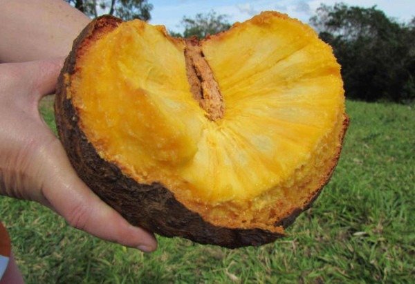 Divulgação/Embrapa