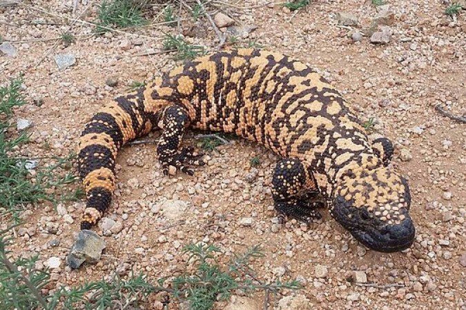 Lagarto venenoso citado no Enem 2025 inspirou a criação do Ozempic