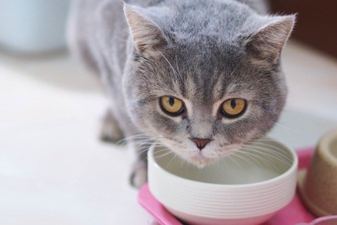 É importante ficar atento às causas do vômito dos gatos (Imagem: sxrx_mas | Shutterstock) - (crédito: EdiCase) É importante ficar atento às causas do vômito dos gatos (Imagem: sxrx_mas | Shutterstock) - (crédito: EdiCase)