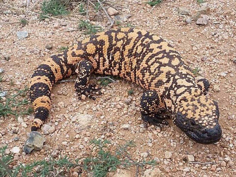 Do deserto do Arizona aos hospitais do mundo: o animal que virou base de um dos remédios mais usados do século -  (crédito: Josh Olander/CC/Wikimedia Commons)