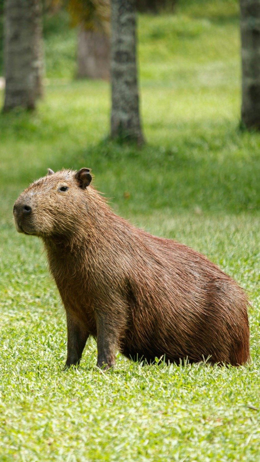 Capivara -  (crédito: Pexels)