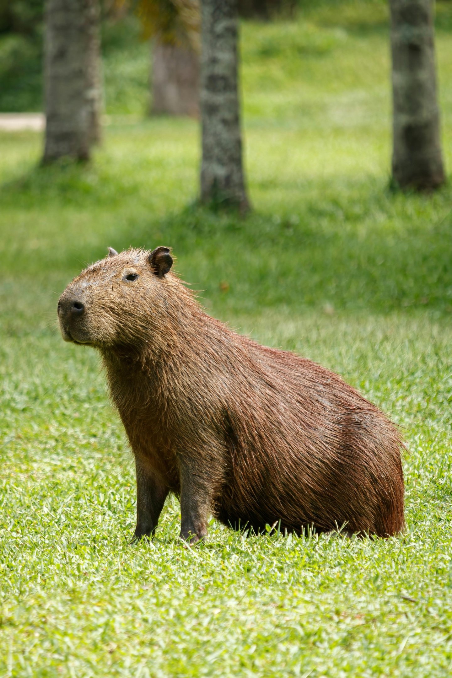 Por que a capivara é tão querida pelos brasileiros? 