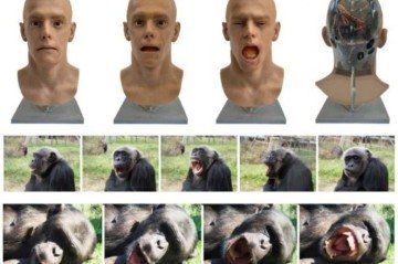 Estudo com robô 'yawnbot' mostra que primatas imitam bocejos de máquinas -  (crédito: Reprodução/Nature (site oficial)/RMJM, Aline Sardin-Damasso & Mona/ Universidade de St George 's — imagem modificada com um corte da publicação oficial)