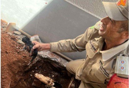 Filhote é resgatado em tubulação de esgoto -  (crédito: Corpo de Bombeiros de Aparecida de Goiânia)
