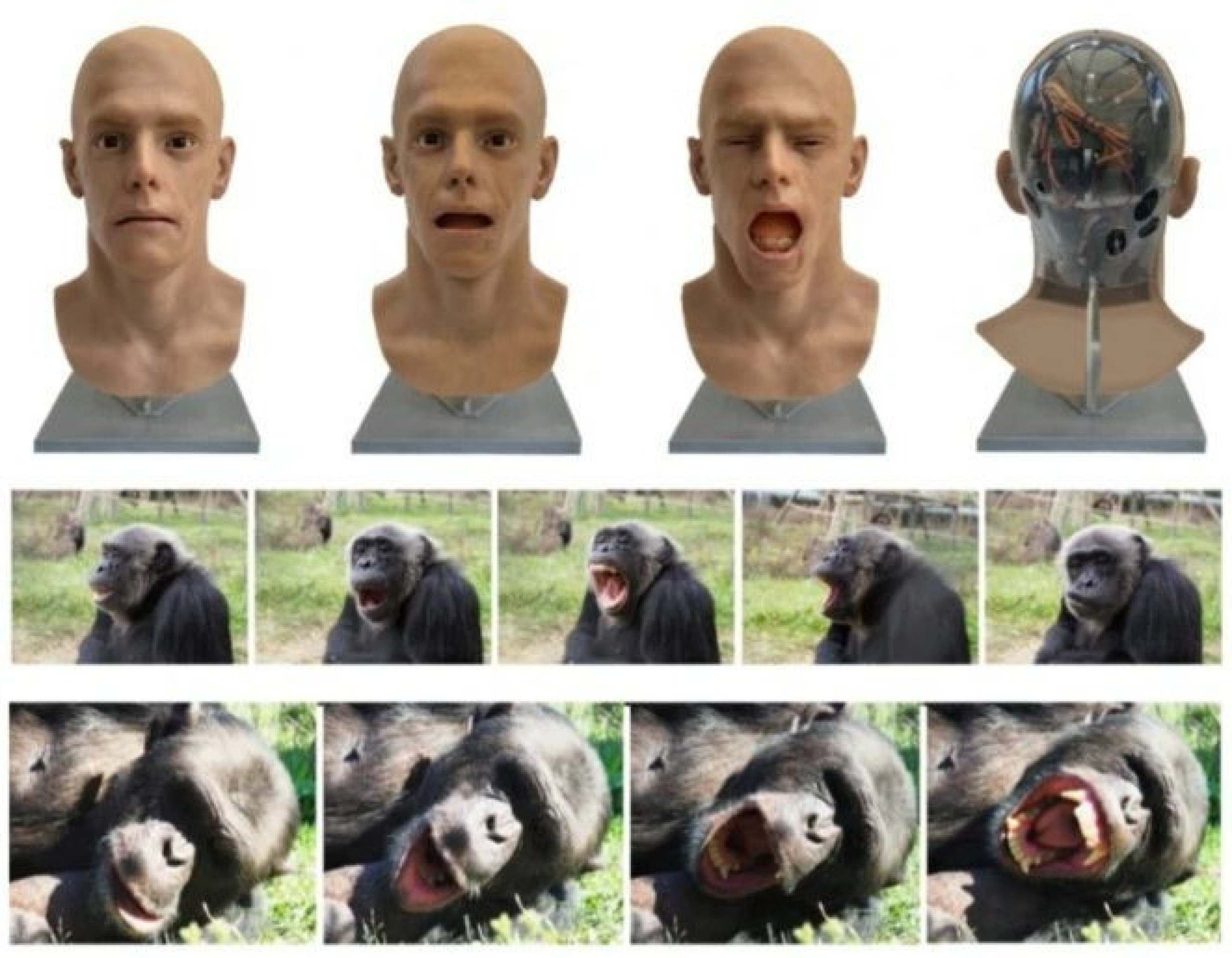 Chimpanzés reagem a bocejo de robôs em experimento inédito