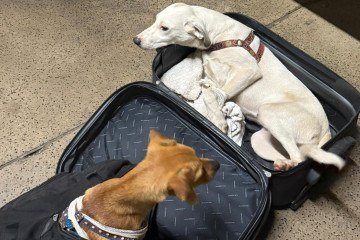 Os cachorros estavam com as patas amarradas e foram trancados no interior das bagagens, com os zíperes completamente fechados -  (crédito: Divulgação/PMDF)