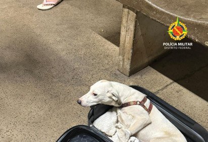 Os cachorros estavam com as patas amarradas e foram trancados no interior das bagagens, com os zíperes completamente fechados -  (crédito: Divulgação/PMDF)