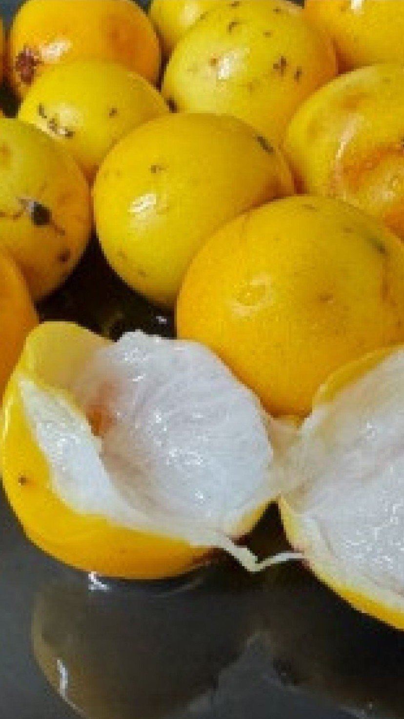 Bacupari -  (crédito: Reprodução/Instagram)