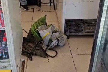 Javali silvestre é encontrado em casa de carnes em cidade do Goiás -  (crédito: DIvulgação)