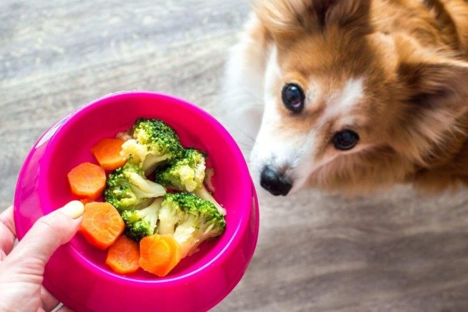 Os animais de estimação também podem enjoar da comida com o tempo (Imagem: Anastasiya Tsiasemnikava | Shutterstock) - (crédito: EdiCase) Os animais de estimação também podem enjoar da comida com o tempo (Imagem: Anastasiya Tsiasemnikava | Shutterstock) - (crédito: EdiCase)