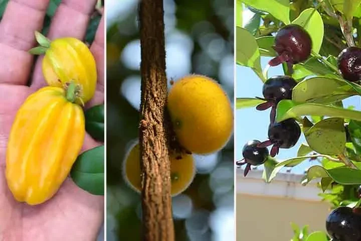Suculentas e aromáticas: frutas típicas da Mata Atlântica