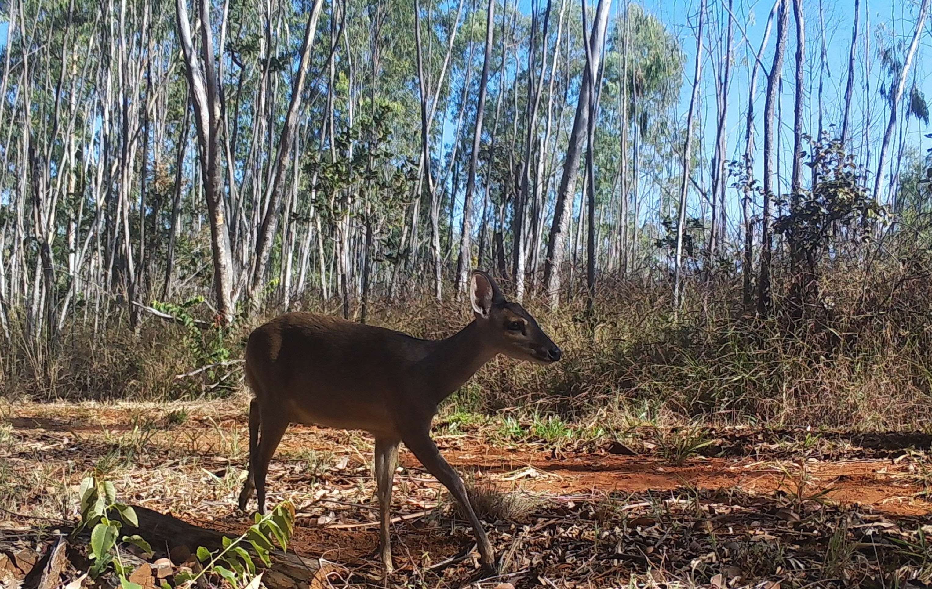 Trânsito de veado às margens da DF-001    