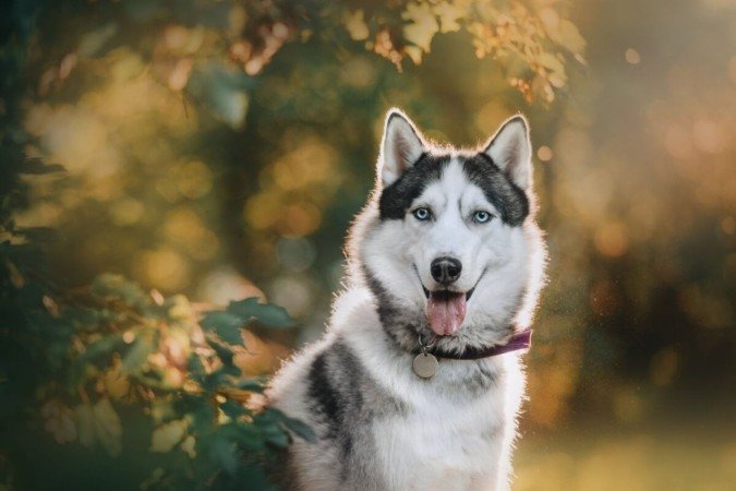 Para cães de porte grande e ou de comportamento destemido, nomes fortes podem ser uma escolha ideal (Imagem: Ksenia Raykova | Shutterstock) - (crédito: EdiCase) Para cães de porte grande e ou de comportamento destemido, nomes fortes podem ser uma escolha ideal (Imagem: Ksenia Raykova | Shutterstock) - (crédito: EdiCase)
