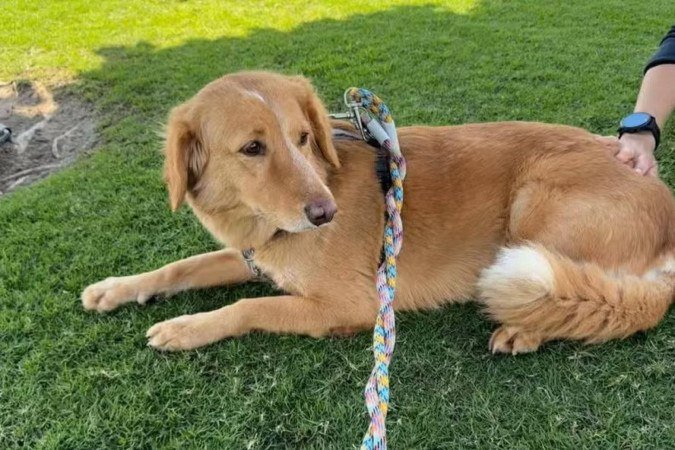 Cadela é resgatada após andar 160km - (crédito: Reprodução/Instagram) Cadela é resgatada após andar 160km - (crédito: Reprodução/Instagram)