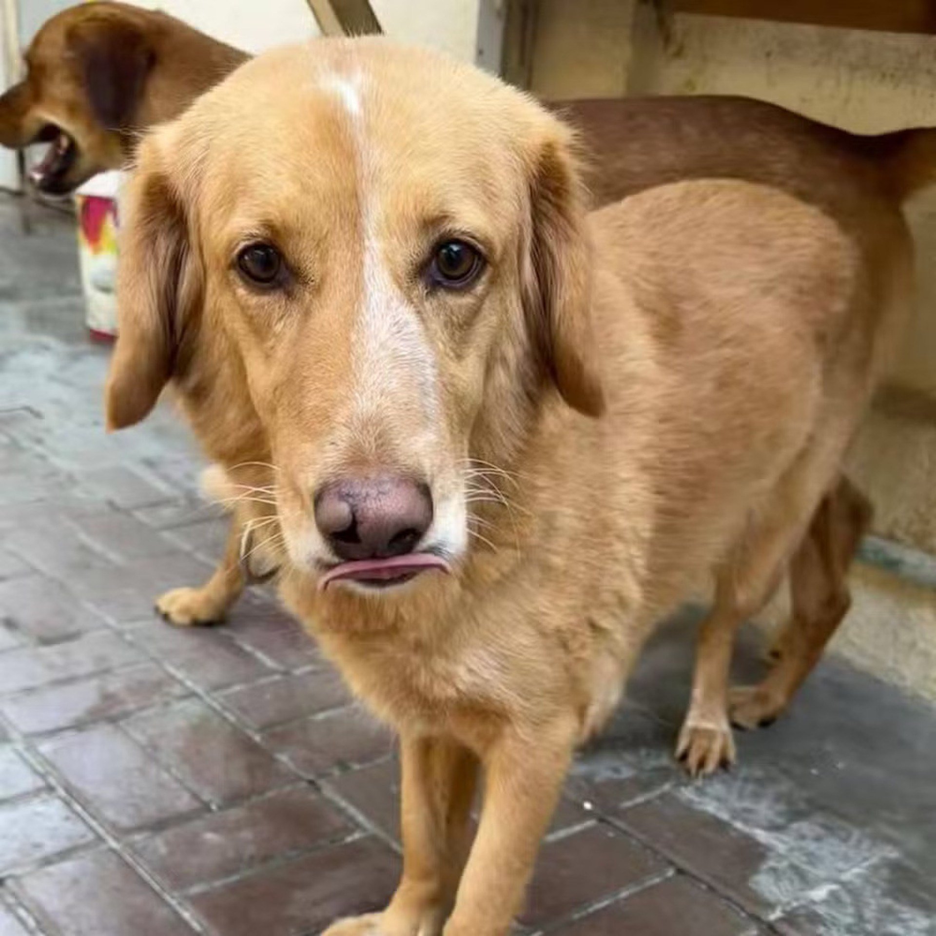 Cadela é resgatada após andar 160km
