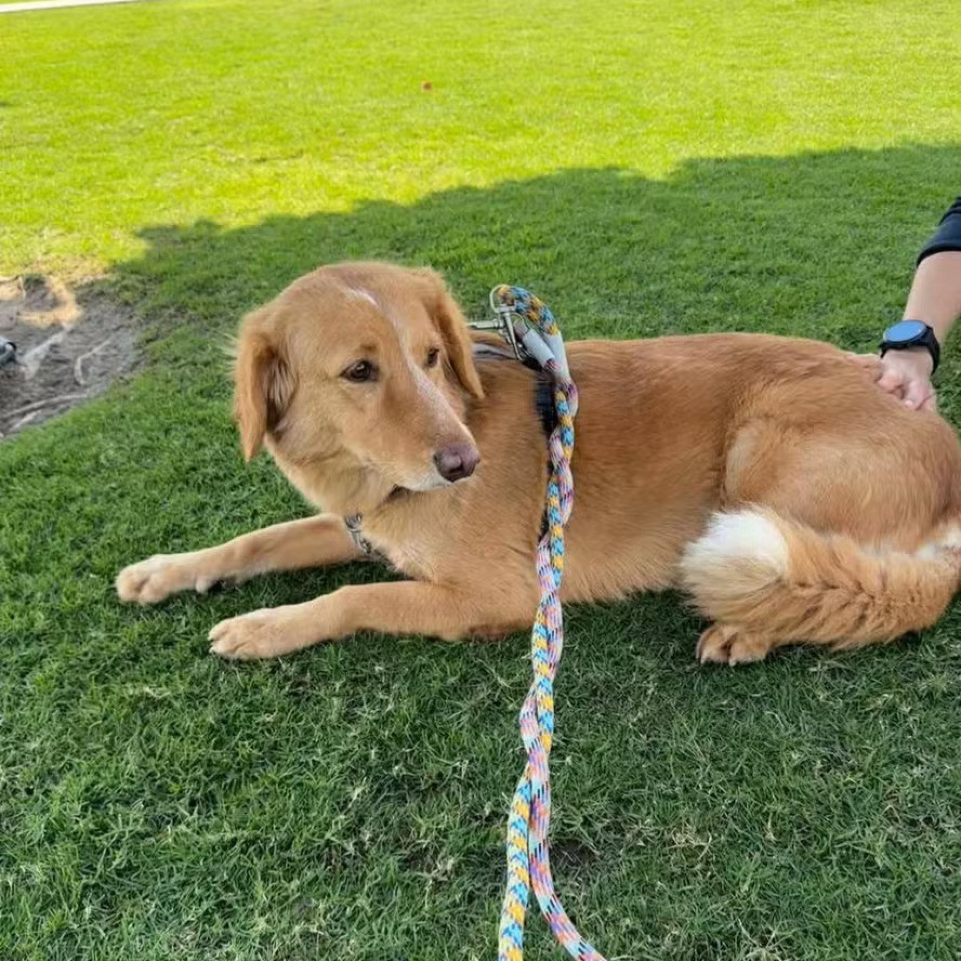 Cadela é resgatada após andar 160km