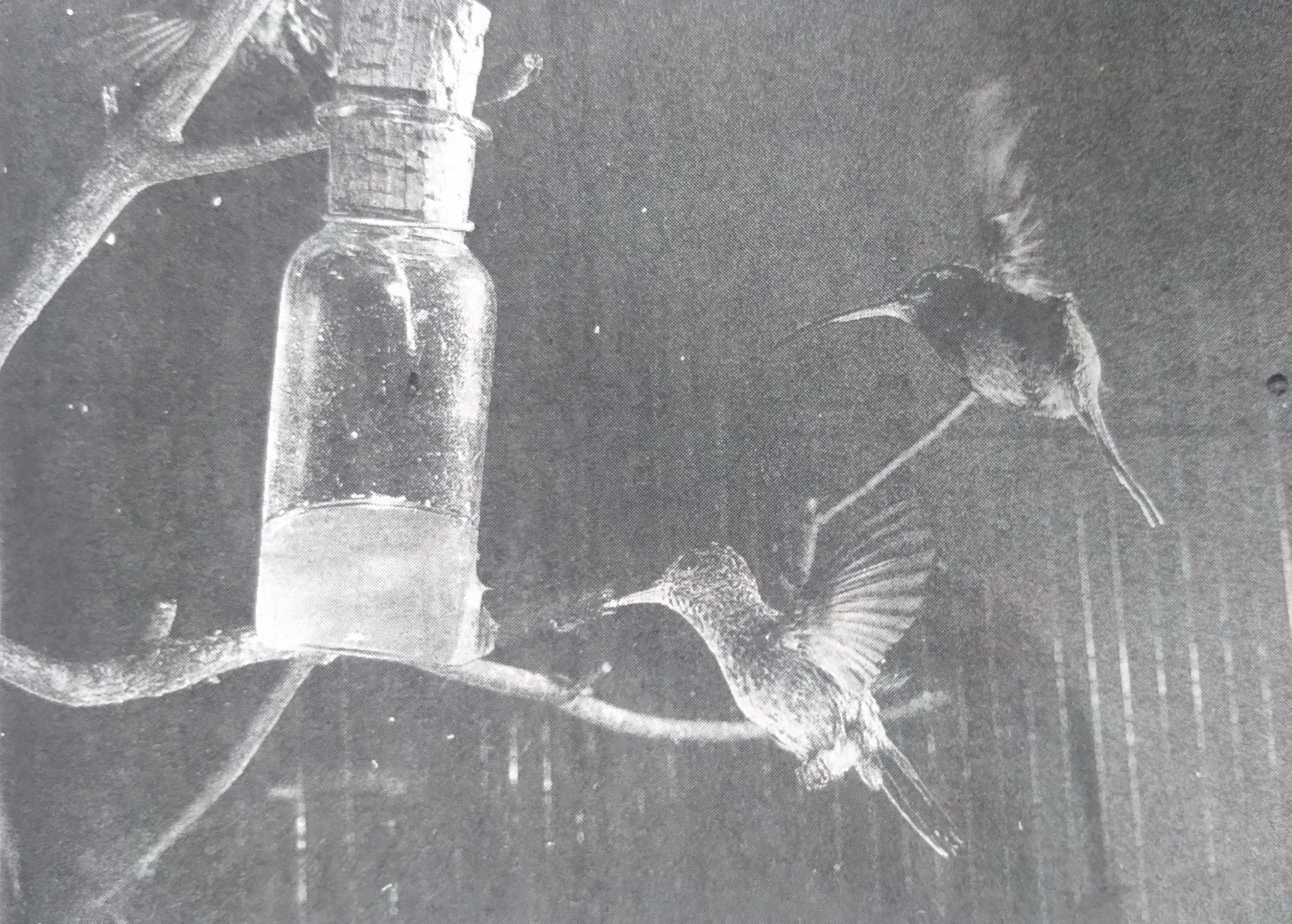 Exposição Assis Chateaubriand — Quem não ousa, não vence: A campanha ecológica pioneira em favor dos pássaros em geral, e dos colibris em particular