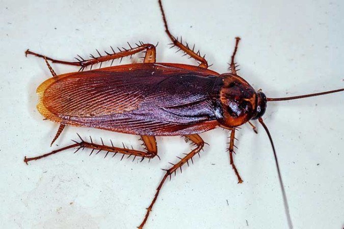 As baratas pertencem à ordem 'Blattodea', são adaptáveis e vivem em diversos ambientes urbanos e rurais -  (crédito: Reprodução LaJaunie's Pest Control)