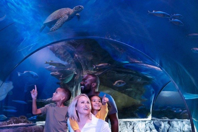SEA LIFE: atração inédita no mundo é inaugurada na Flórida Central - (crédito: Uai Turismo) SEA LIFE: atração inédita no mundo é inaugurada na Flórida Central - (crédito: Uai Turismo)