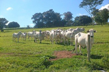 Em 2023, o setor agropecuário respondeu por 35,2% das emissões de gases de feito estufa em Minas Gerais -  (crédito: Alex S Araujo wikimedia commons)