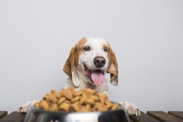 Uma ração de qualidade influencia diretamente na absorção de nutrientes, digestibilidade e na saúde gastrointestinal do animal 
 -  (crédito: Reprodução/ Freepik )