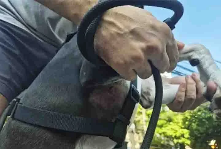 Em 5/1/2025, um policial reformado se machucou ao tentar salvar seu cachorro, atacado por um pitbull que estava solto e sem focinheira  no bairro do Maracanã, no Rio de Janeiro (RJ). O pequeno Oreo ficou com quatro feridas após o ataque -  (crédito:  Divulgação)