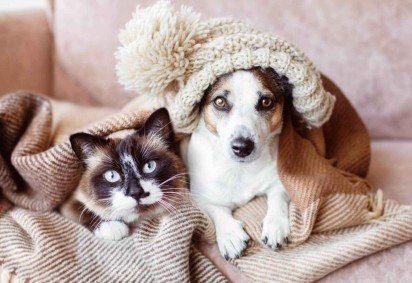 O projeto estabelece regras e restrições para esse tipo de guarda -  (crédito: EdiCase) -O projeto estabelece regras e restrições para esse tipo de guarda -  (crédito: EdiCase)