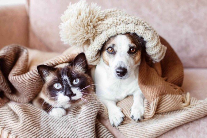 O inverno pode influenciar diretamente o apetite, o humor, a pele e o sistema imunológico dos pets (Imagem: Gladskikh Tatiana | Shutterstock) - (crédito: EdiCase) O inverno pode influenciar diretamente o apetite, o humor, a pele e o sistema imunológico dos pets (Imagem: Gladskikh Tatiana | Shutterstock) - (crédito: EdiCase)