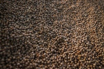 Os produtores de soja já finalizaram os trabalhos de colheita: produção está estimada em 169,6 milhões de toneladas, 21,9 milhões de toneladas superior à safra anterior, volume recorde na série histórica da Conab -  (crédito:  José Cruz/Agência Brasil)