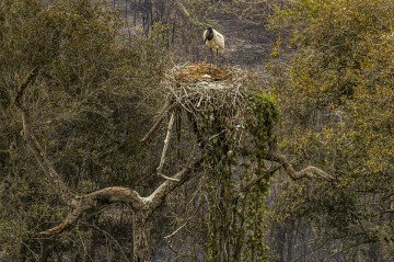 Incêndios no Pantanal causam danos a fauna e flora do bioma -  (crédito:  Marcelo Camargo/Agência Brasil)