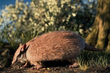 Nova espécie de tatu descoberta no Paraná -  (crédito: Marcos Solivan/Sucom/UFPR)