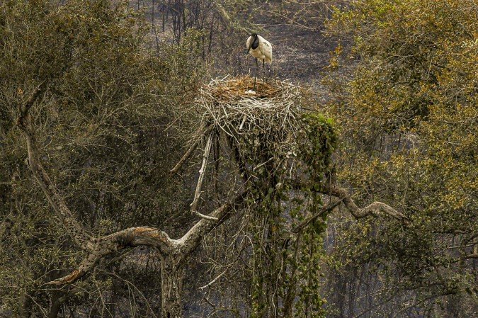 Incêndios no Pantanal causam danos a fauna e flora do bioma - (crédito: Marcelo Camargo/Agência Brasil) Incêndios no Pantanal causam danos a fauna e flora do bioma - (crédito: Marcelo Camargo/Agência Brasil)