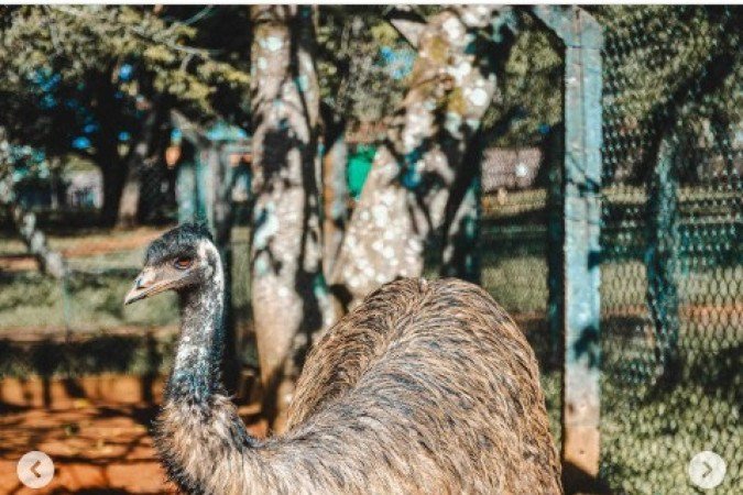 Um Emu (Dromaius Novaehollandiae), ave de origem australiana que faz parte do plantel do zoológico, apresentou sintomas da doença - (crédito: Material cedido ao Correio) Um Emu (Dromaius Novaehollandiae), ave de origem australiana que faz parte do plantel do zoológico, apresentou sintomas da doença - (crédito: Material cedido ao Correio)