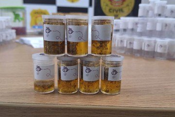 Mel azul trata-se de uma mistura de mel tradicional com infusão de psilocibina — substância presente em cogumelos alucinógenos.  -  (crédito: Divulgação/PCDF)