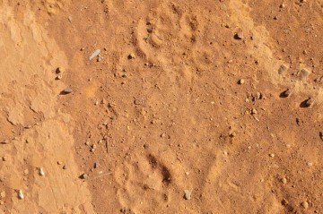 Pegada de onças são avistadas no Lago Norte -  (crédito: Material Cedido ao Correio)