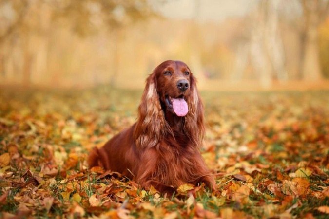 O setter irlandês é um companheiro inteligente, enérgico e afetuoso (Imagem: Nikaletto | Shutterstock) 
 -  (crédito: EdiCase)