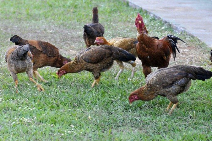 Especialistas alertam para a comercialização de galinhas vivas: atenção aos riscos -  (crédito: Minervino Júnior/CB/D.A.Press)