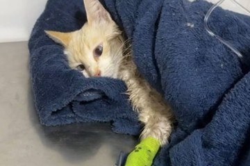 Ativista denuncia envenenamento de cães e gatos em Brazlândia; polícia investiga