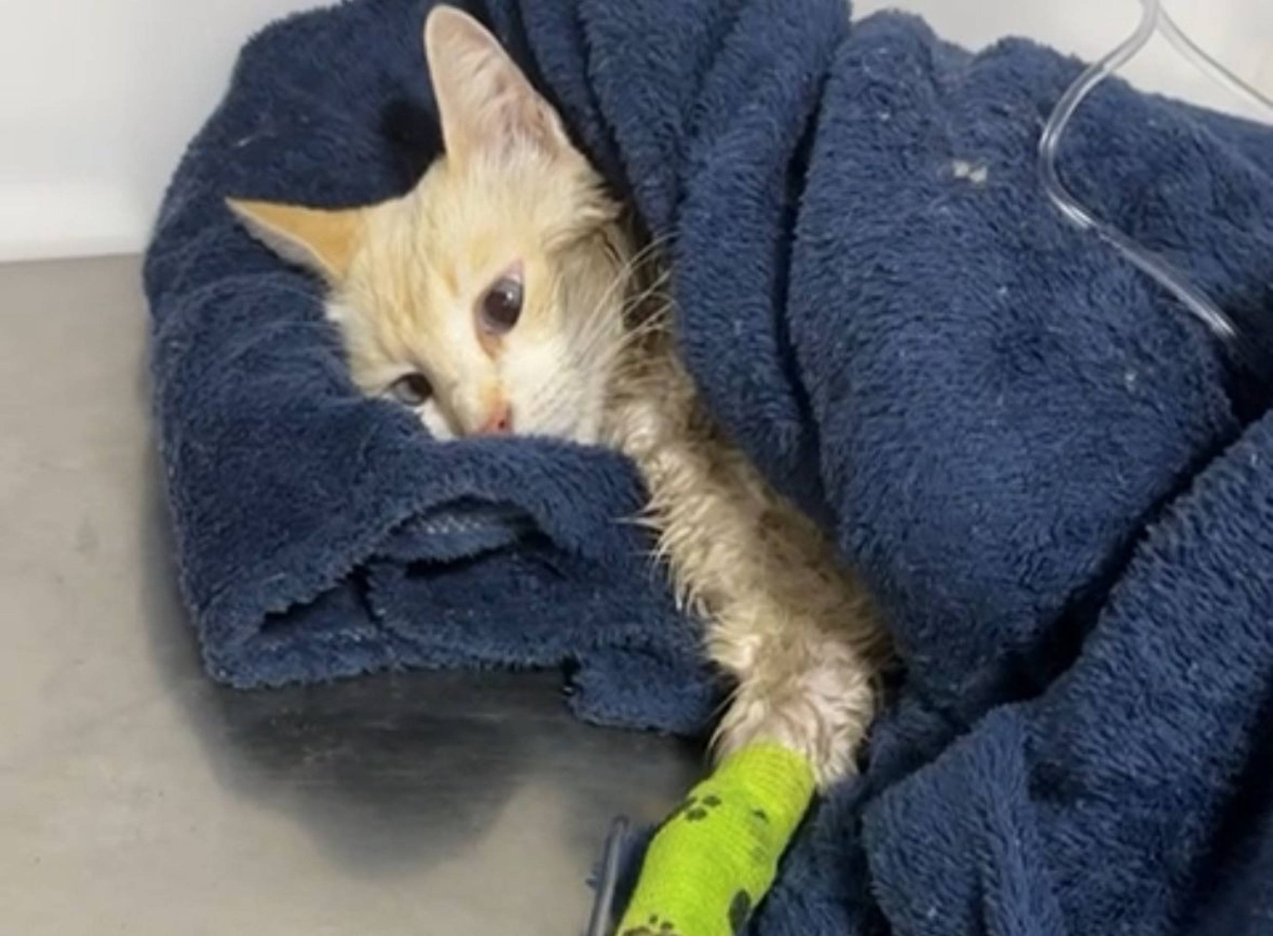 Ativista denuncia envenenamento de cães e gatos em Brazlândia; polícia investiga