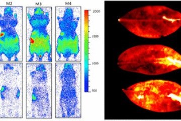 Para chegar no resultado, os pesquisadores colocaram os organismos — vivos e recém-mortos — em ambientes totalmente escuros, com temperatura controlada -  (crédito: Reprodução/The Journal of Physical Chemistry Letters)