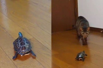 Os animais mais lentos do mundo