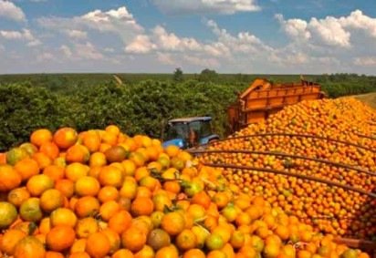 Minas Gerais ocupa atualmente a segunda posi&ccedil;&atilde;o nacional na produ&ccedil;&atilde;o de laranja, lim&atilde;o e tangerina -  (crédito: Divulga&ccedil;&atilde;o) -Minas Gerais ocupa atualmente a segunda posi&ccedil;&atilde;o nacional na produ&ccedil;&atilde;o de laranja, lim&atilde;o e tangerina -  (crédito: Divulga&ccedil;&atilde;o)