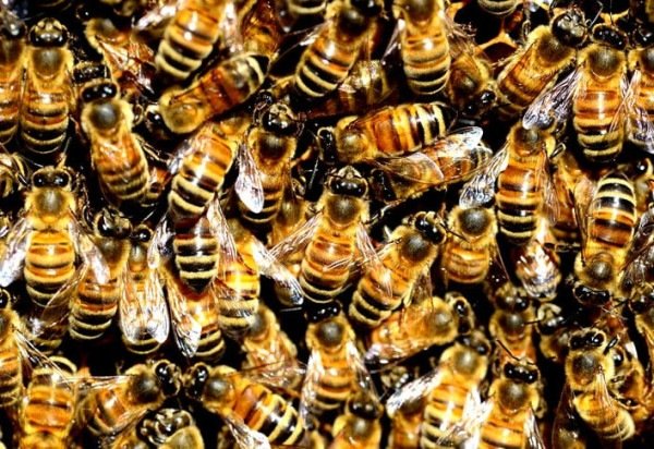 Imagem de PollyDot por Pixabay