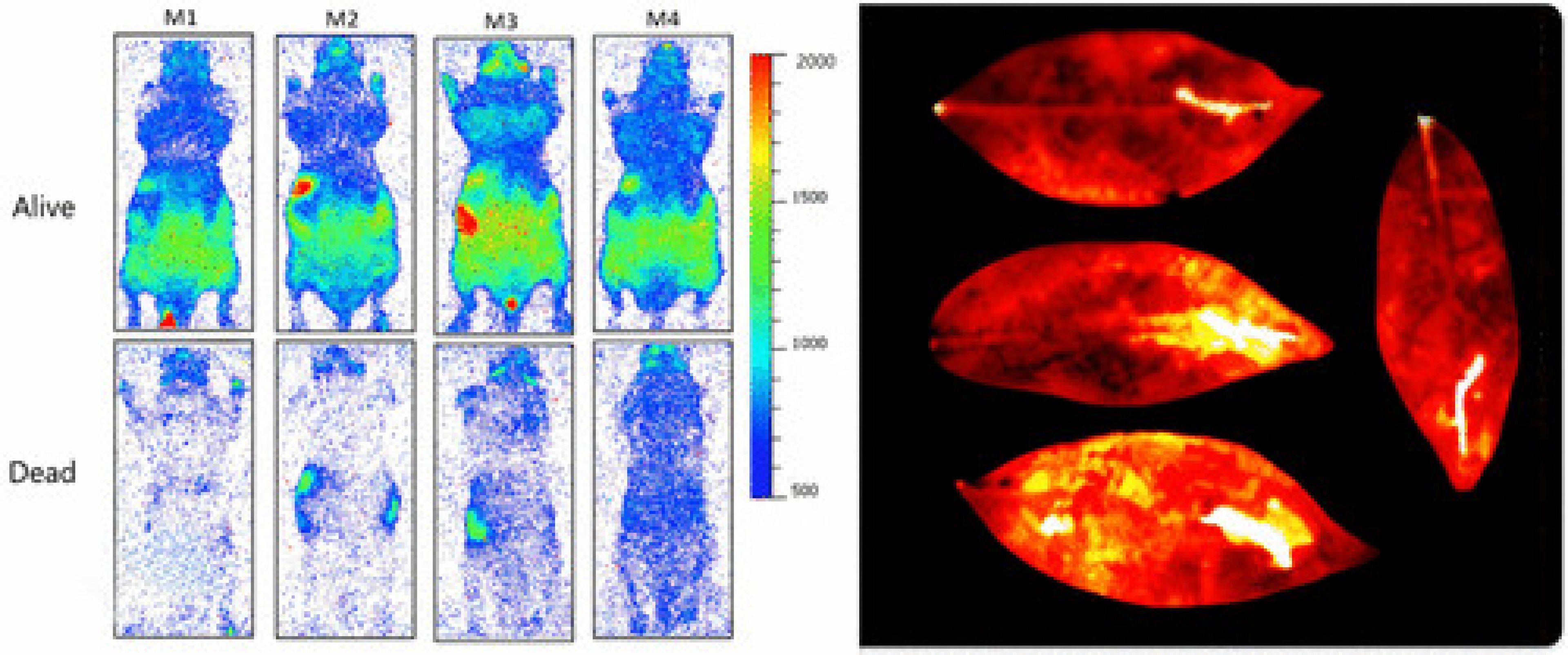 Existência da 'luz da vida' em seres vivos é confirmada por cientistas Existência da 'luz da vida' em seres vivos é confirmada por cientistas
