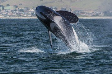 Se uma orca deixar uma presa perto de você, talvez ela queira dividir a refeição -  Mike Baird - Wikimédia Commons