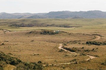 Apenas 12% do Pampa é composto por áreas florestais -  (crédito: Jonathan Borba/Pexels)
