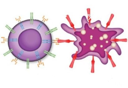 As células CAR-T (à esquerda) são linfócitos T modificados em laboratório para reconhecer e destruir as células do câncer -  (crédito: CTC-USP / Divulgação) -As células CAR-T (à esquerda) são linfócitos T modificados em laboratório para reconhecer e destruir as células do câncer -  (crédito: CTC-USP / Divulgação)